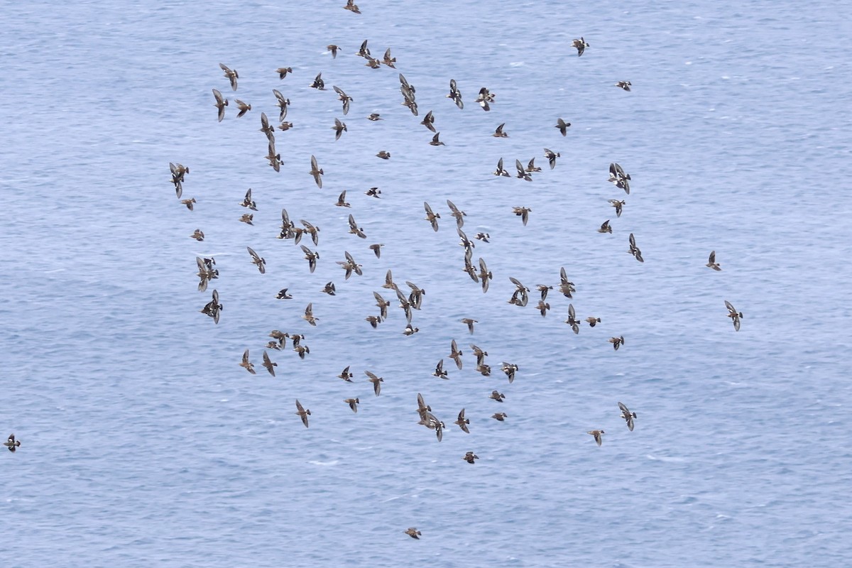 Al Yanaklı Sığırcık - ML644189942