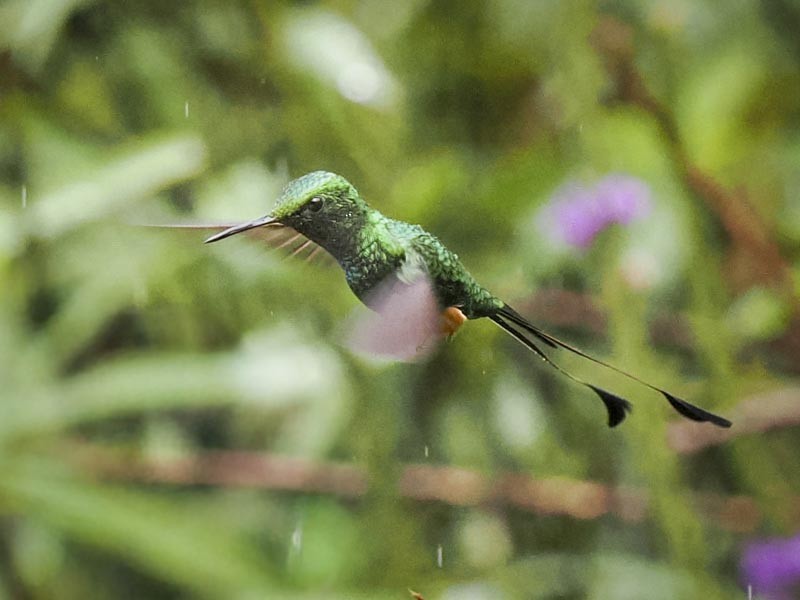 Peruvian Racket-tail - ML644189956