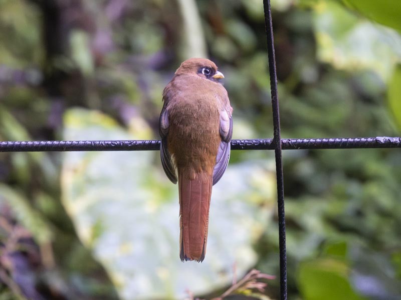 Masked Trogon - ML644189963