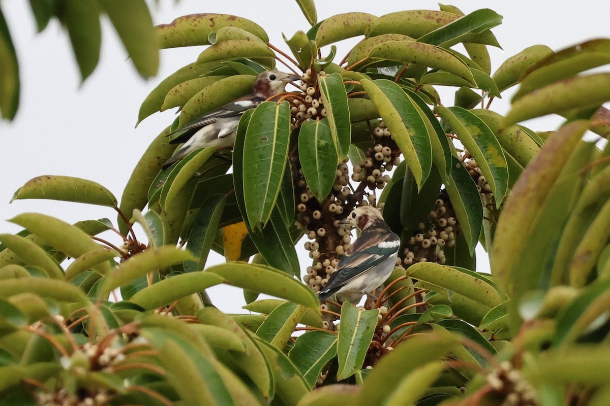 Al Yanaklı Sığırcık - ML644189966