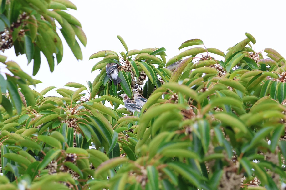 Al Yanaklı Sığırcık - ML644189967