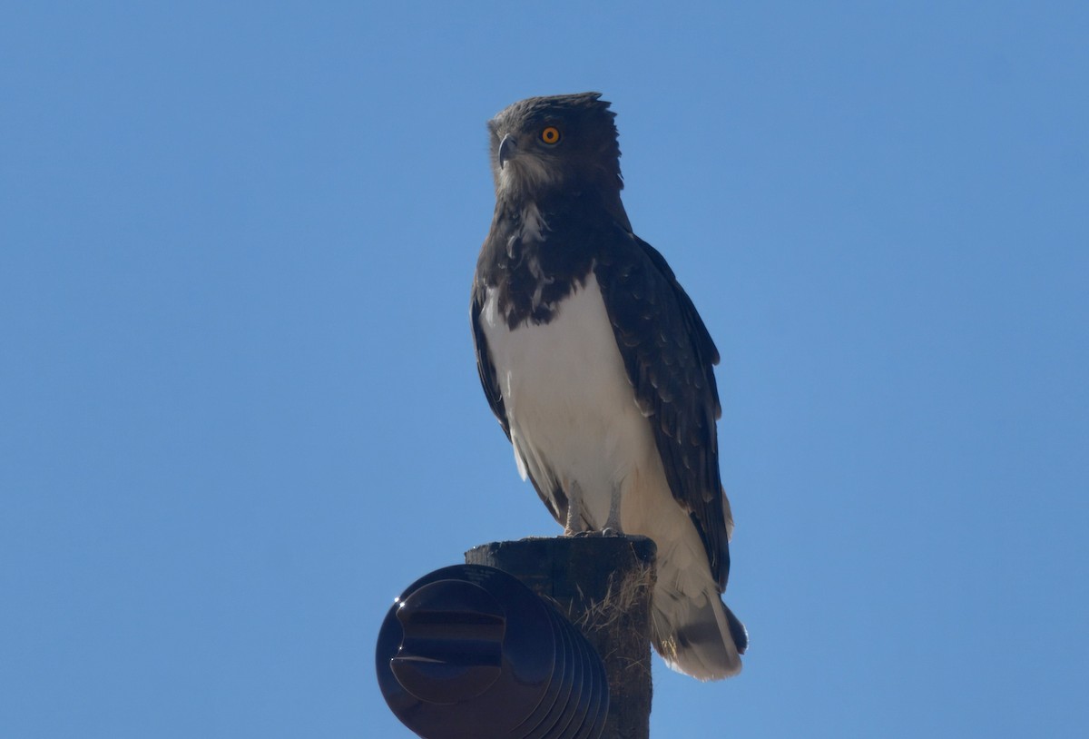 svartbrystslangeørn - ML644189972