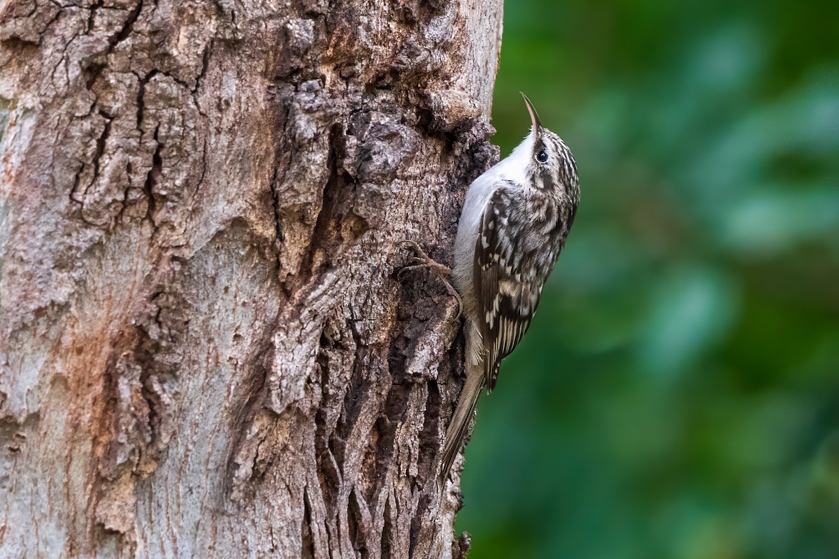 Brown Creeper - ML644189973