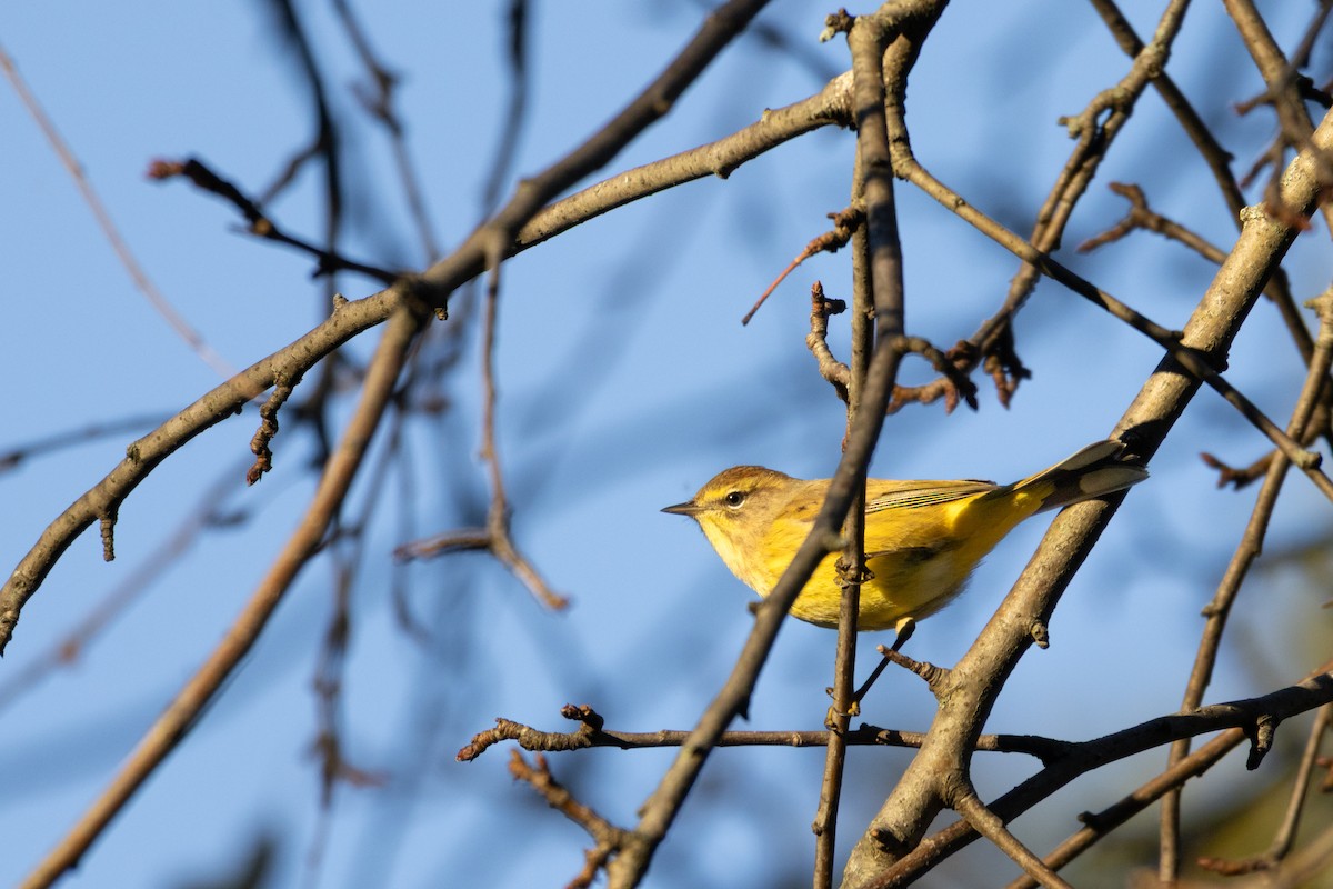 Palm Warbler - ML644189977