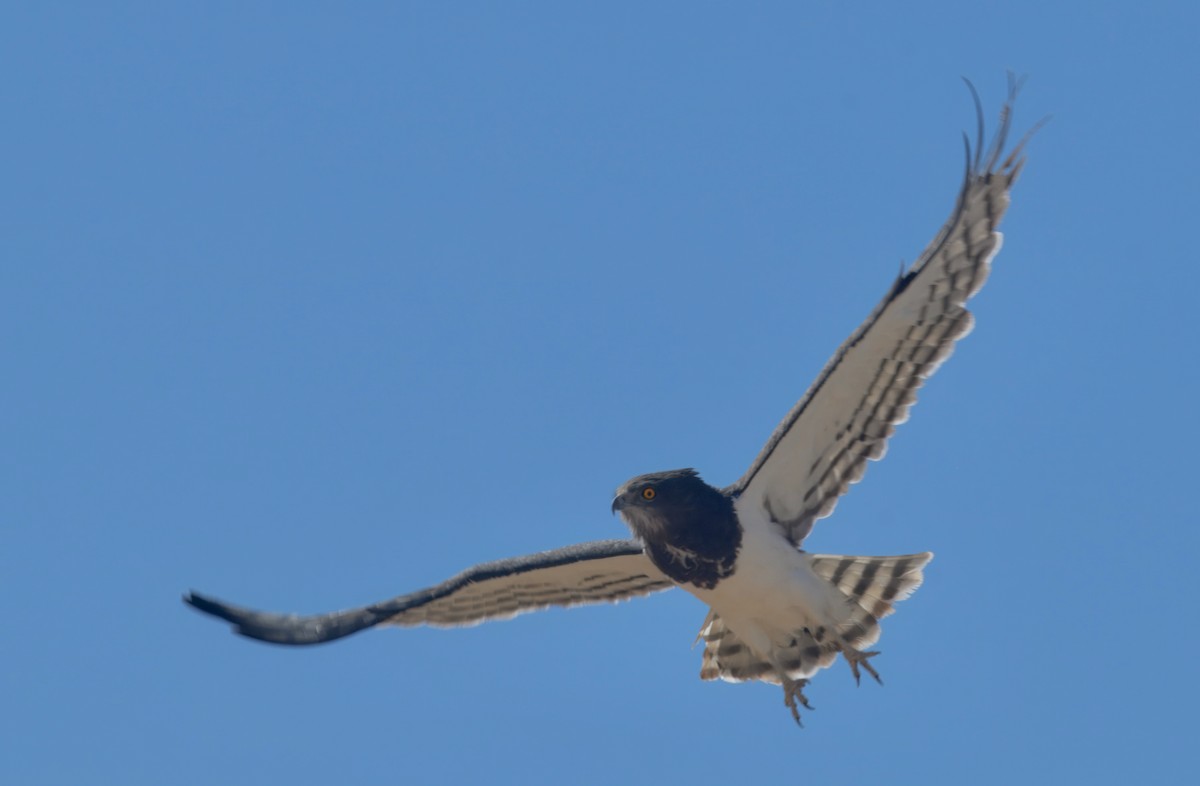 svartbrystslangeørn - ML644189979