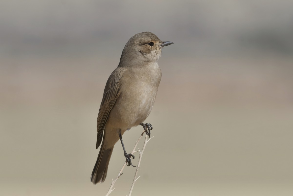 Chat Flycatcher - ML644189985