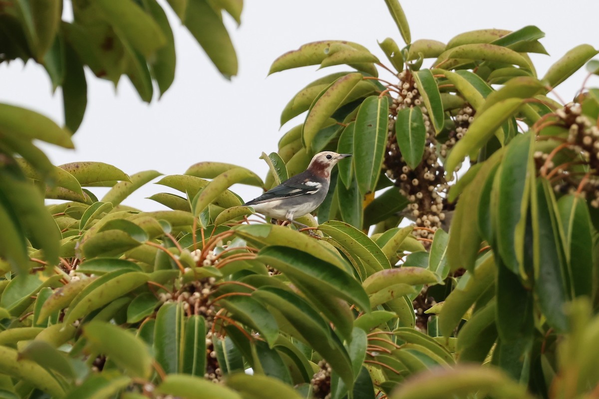 Al Yanaklı Sığırcık - ML644189986