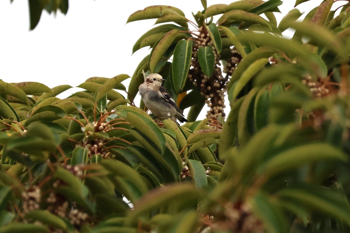 Al Yanaklı Sığırcık - ML644189987