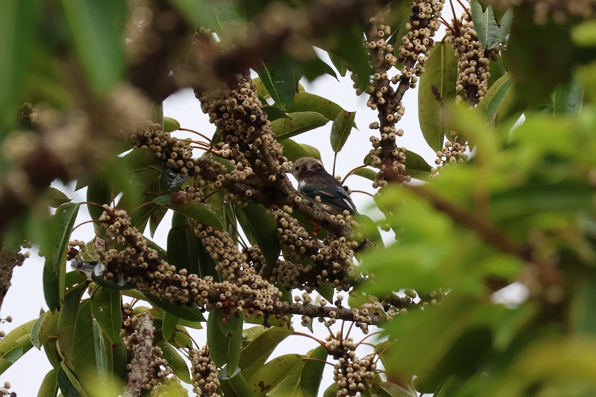 Al Yanaklı Sığırcık - ML644189988