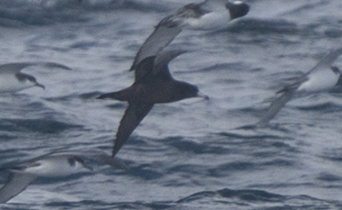 lysbeinlire - ML644189990