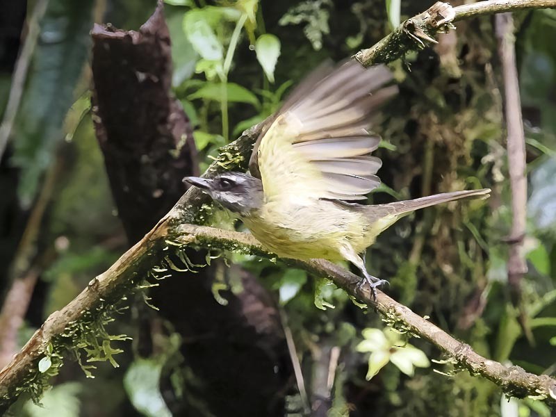 Tyran à ventre d'or - ML644189993