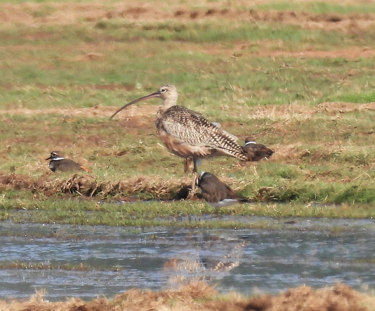Long-billed Curlew - ML644189994