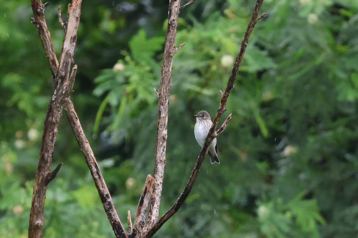 Gray-streaked Flycatcher - ML644190002