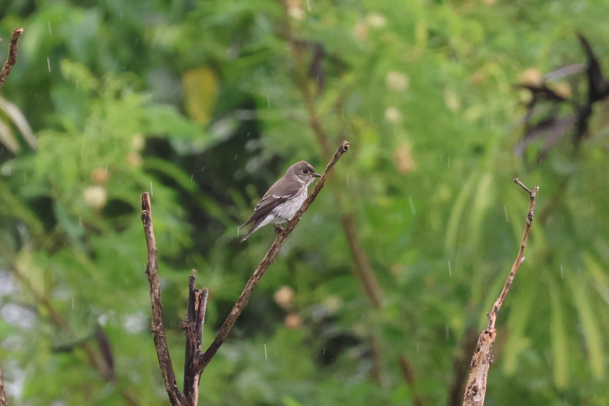 Gray-streaked Flycatcher - ML644190003
