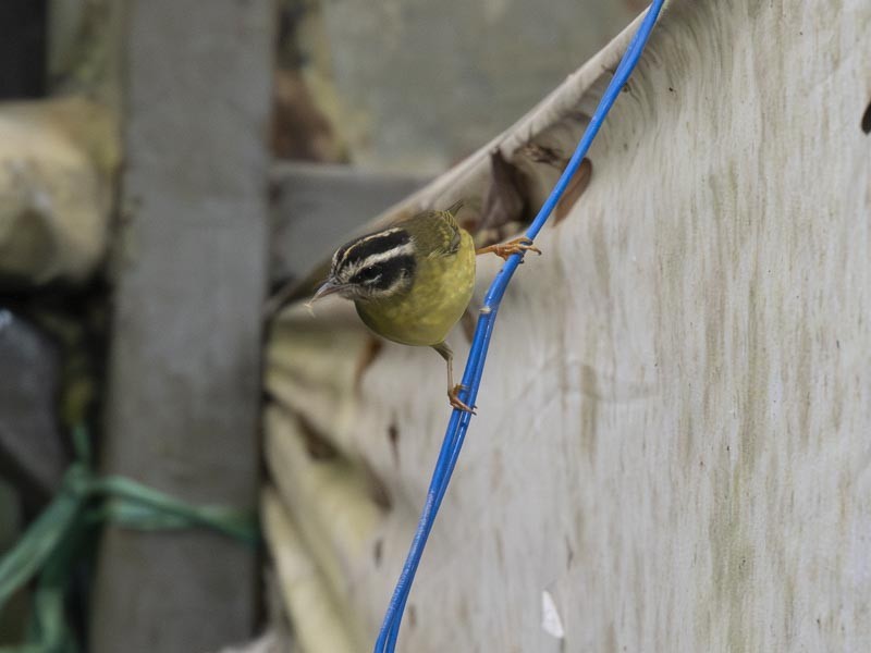 Three-striped Warbler - ML644190006