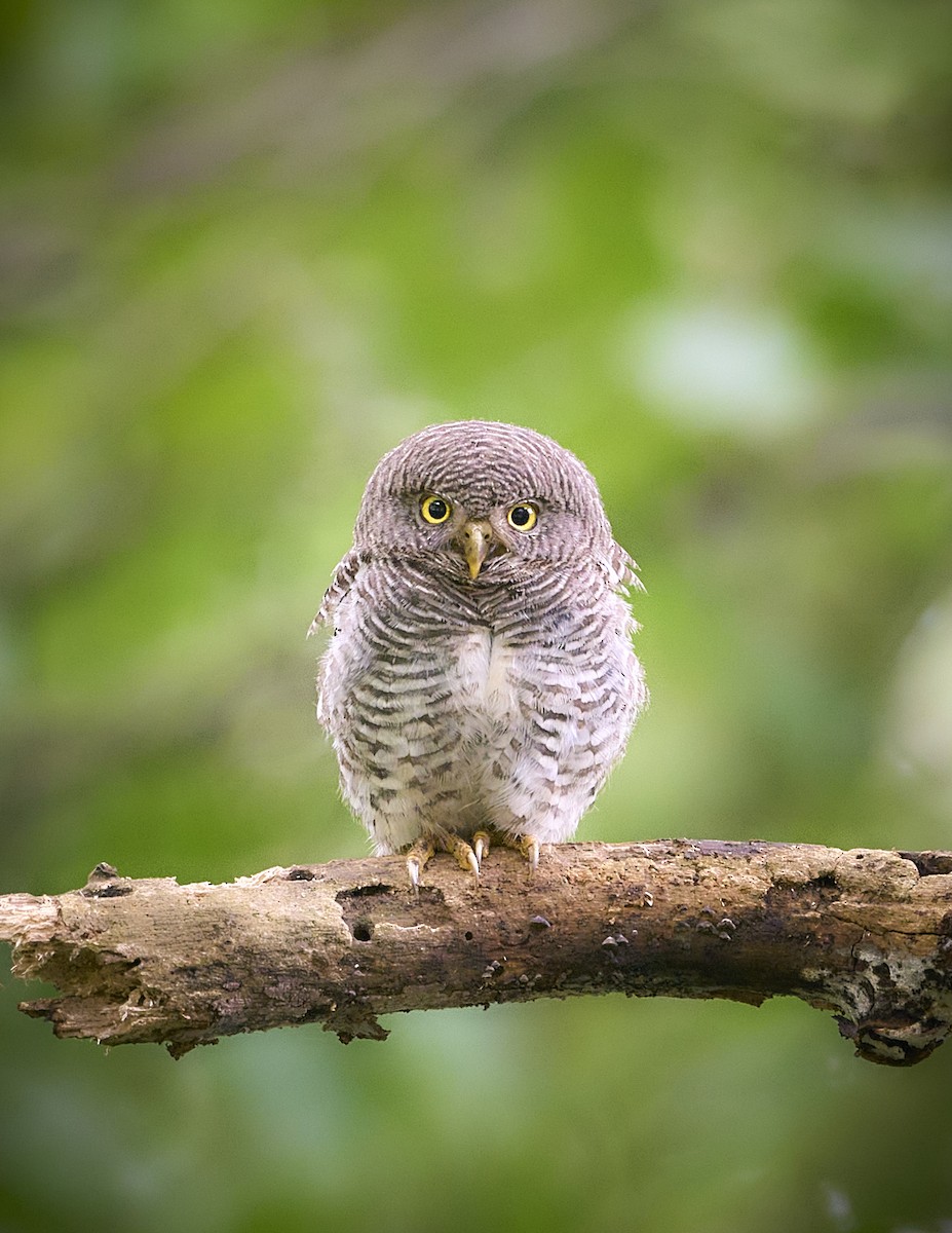 indiaugle - ML644190011