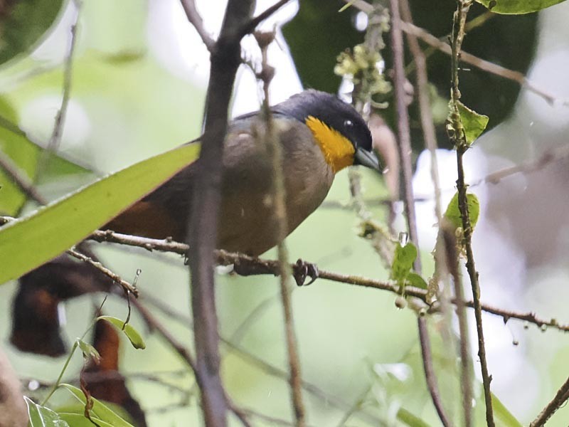 Yellow-throated Tanager - ML644190013