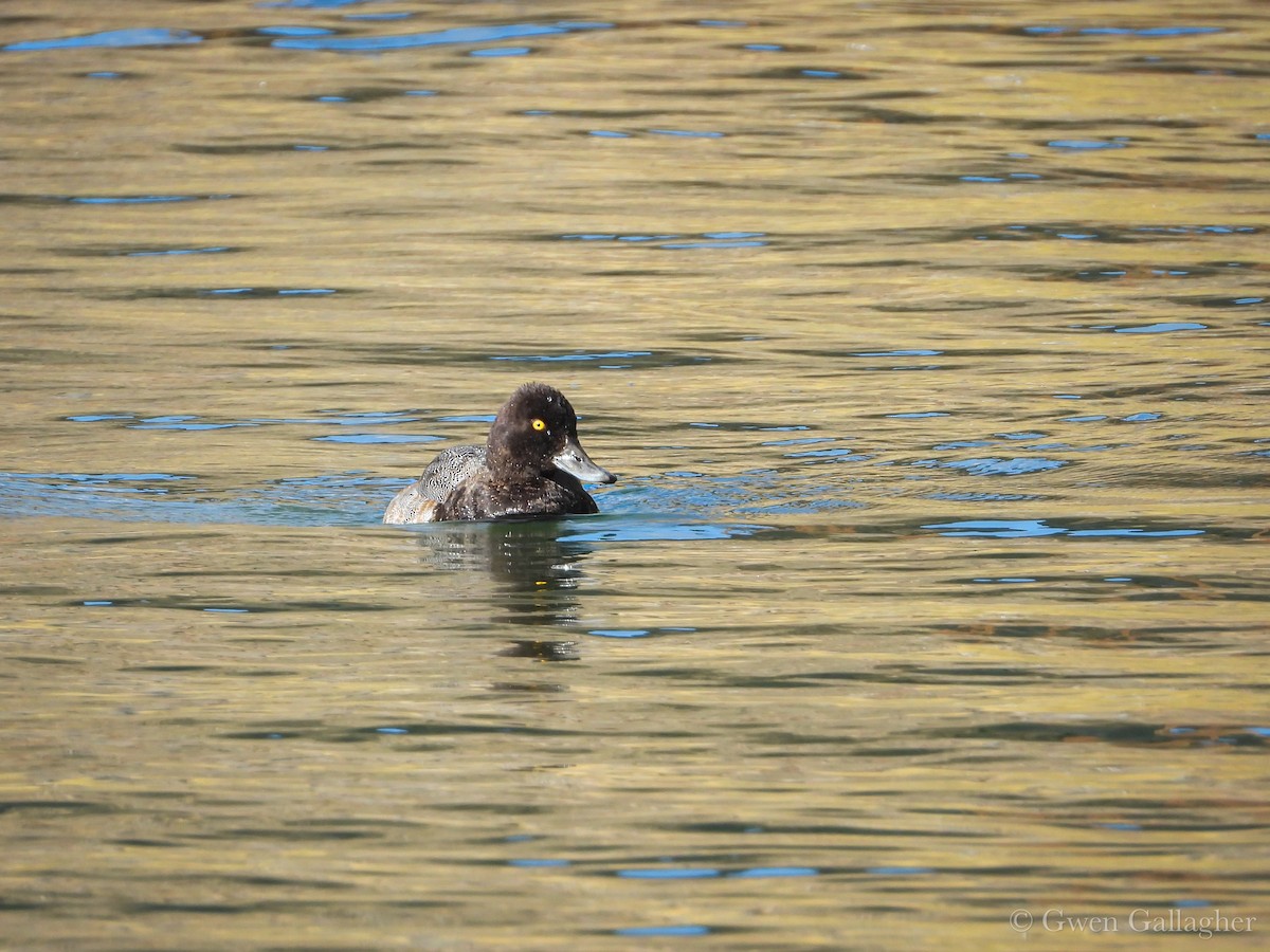 Lesser Scaup - ML644190015