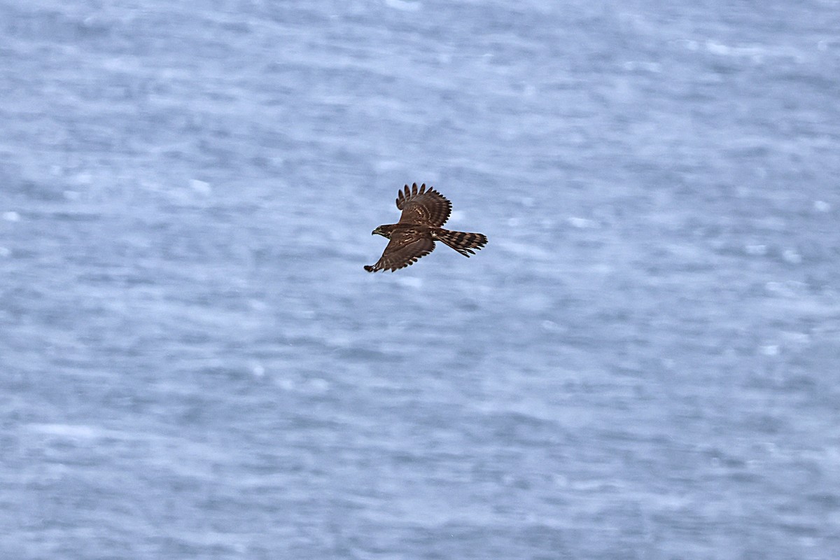 Crested Goshawk - ML644190019