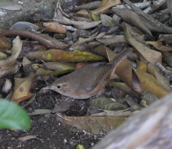 Southern House Wren - ML644190032