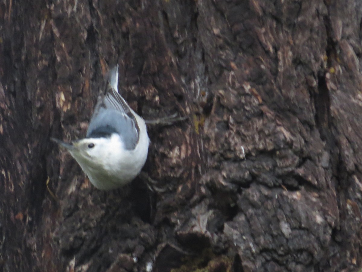 White-breasted Nuthatch - ML644190041