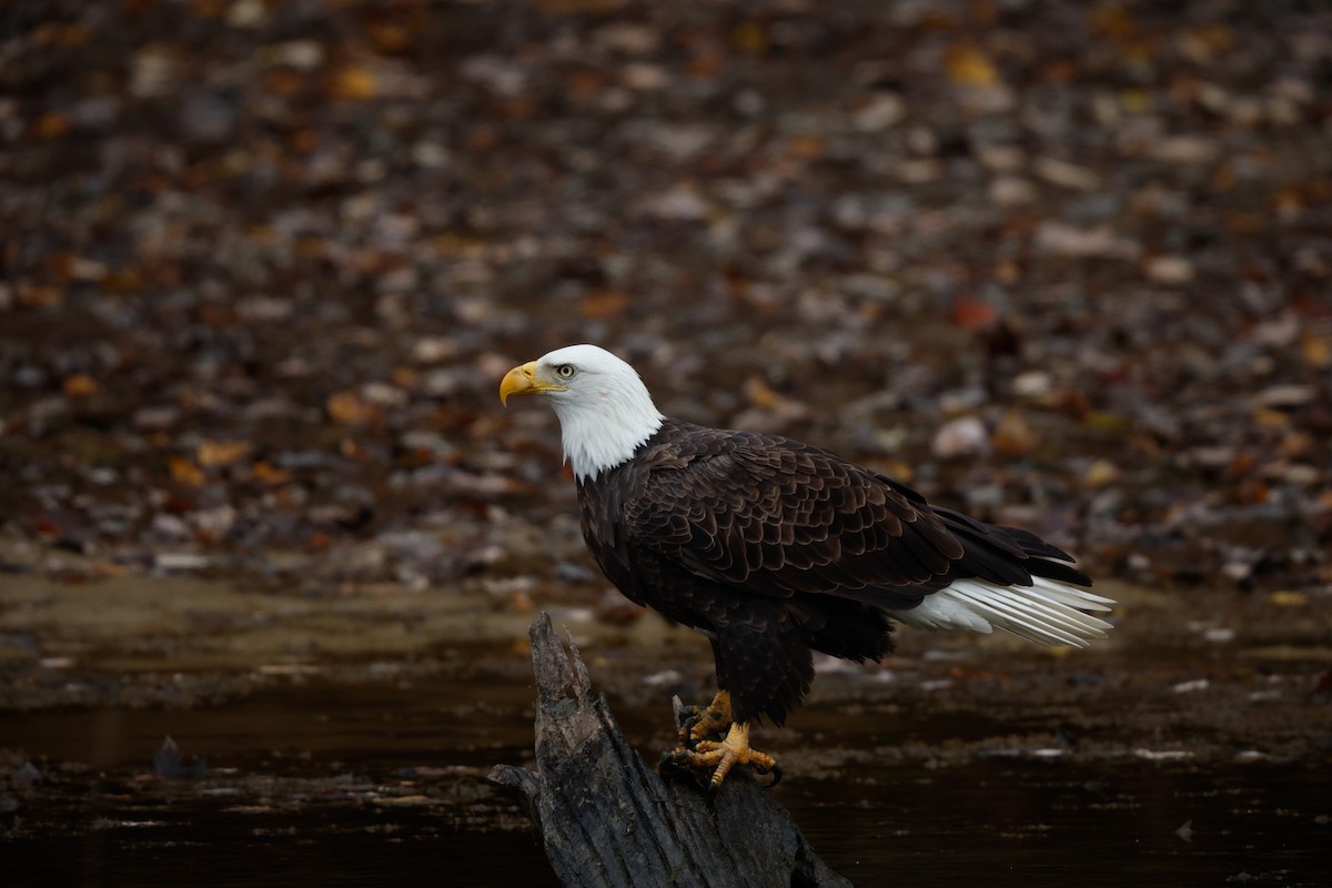 Bald Eagle - ML644190043
