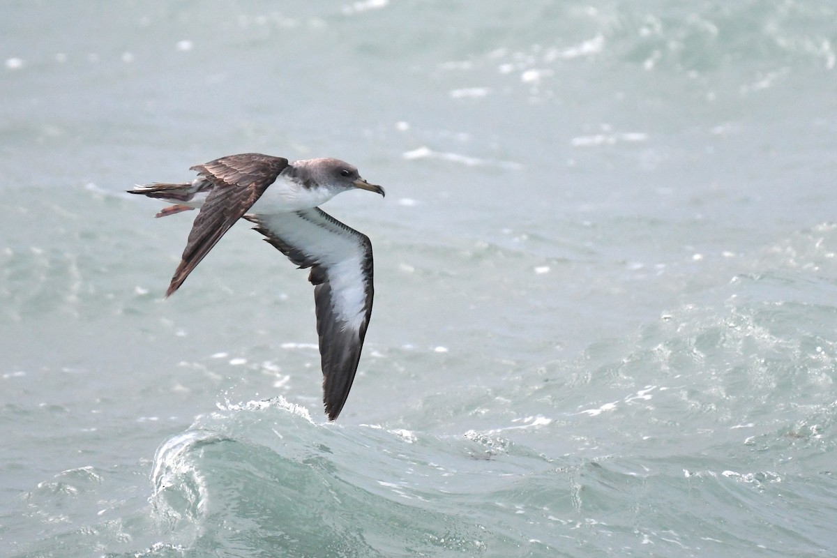 Cory's Shearwater - ML644190048