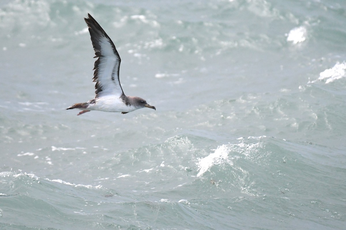 Cory's Shearwater - ML644190049