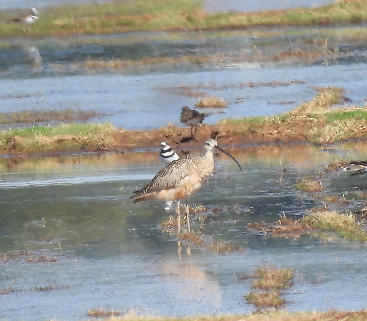 Long-billed Curlew - ML644190055