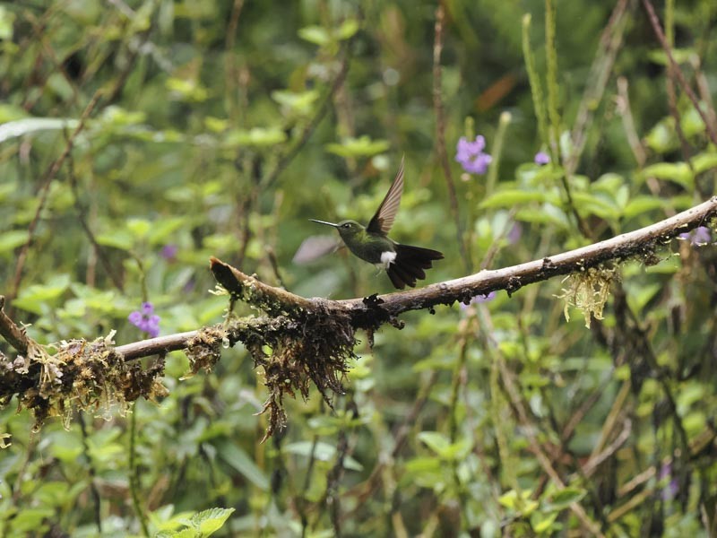 Greenish Puffleg - ML644190056