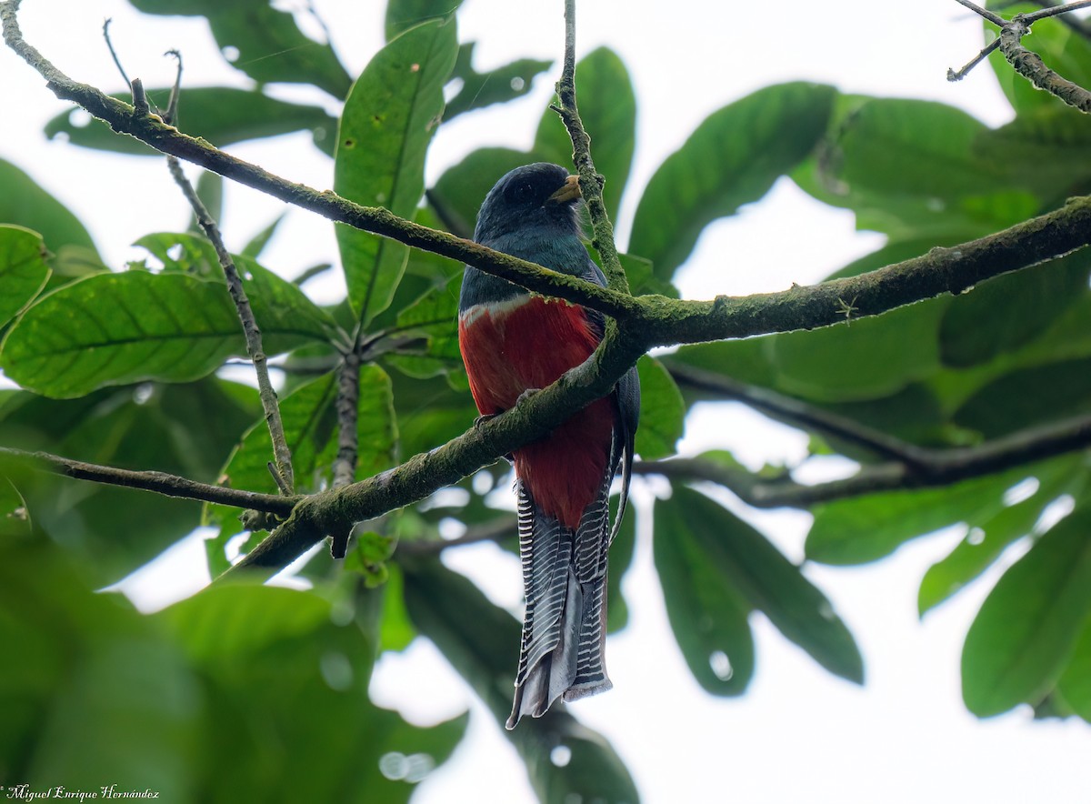 båndtrogon - ML644190059