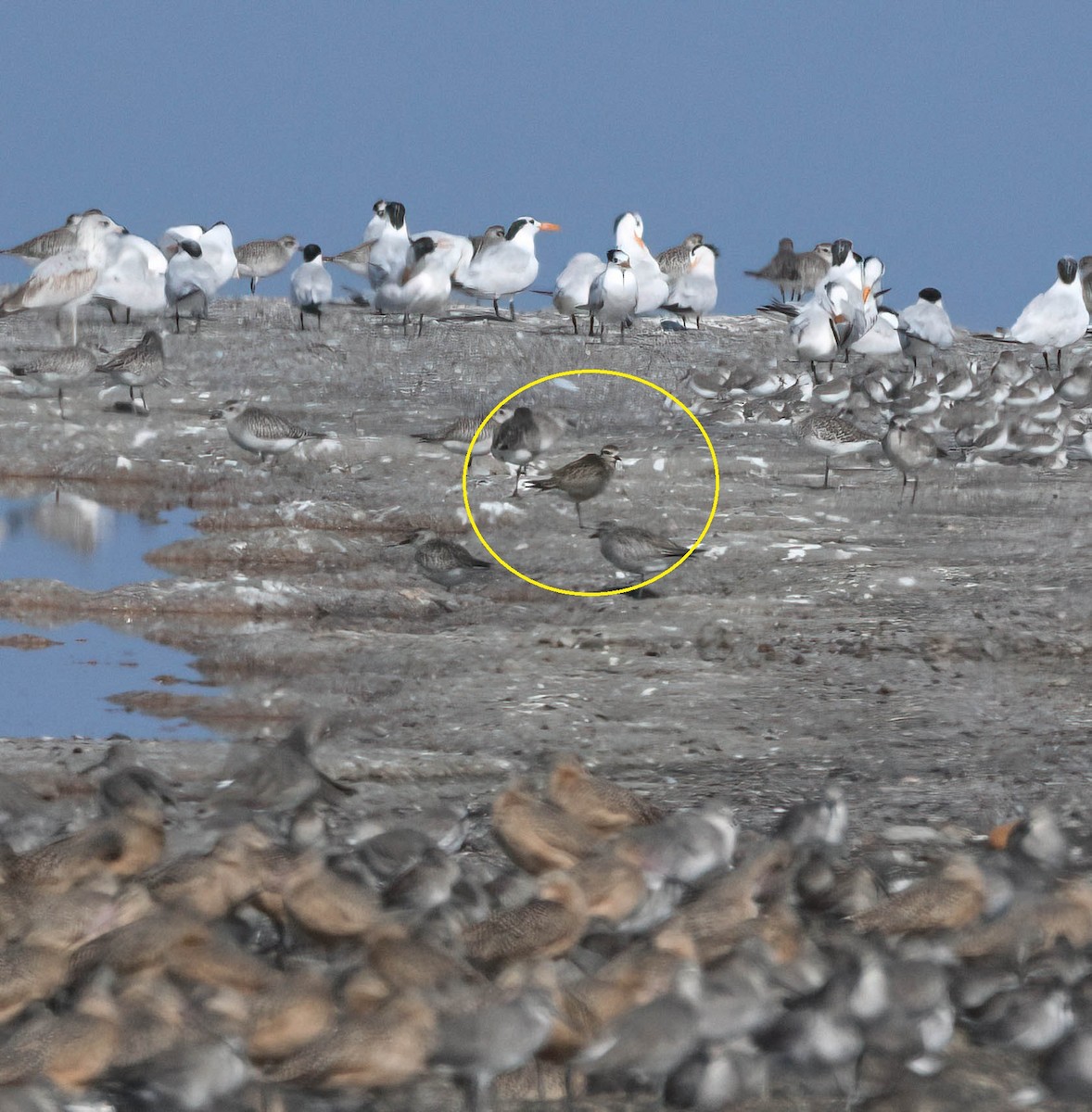 American Golden-Plover - ML644190060