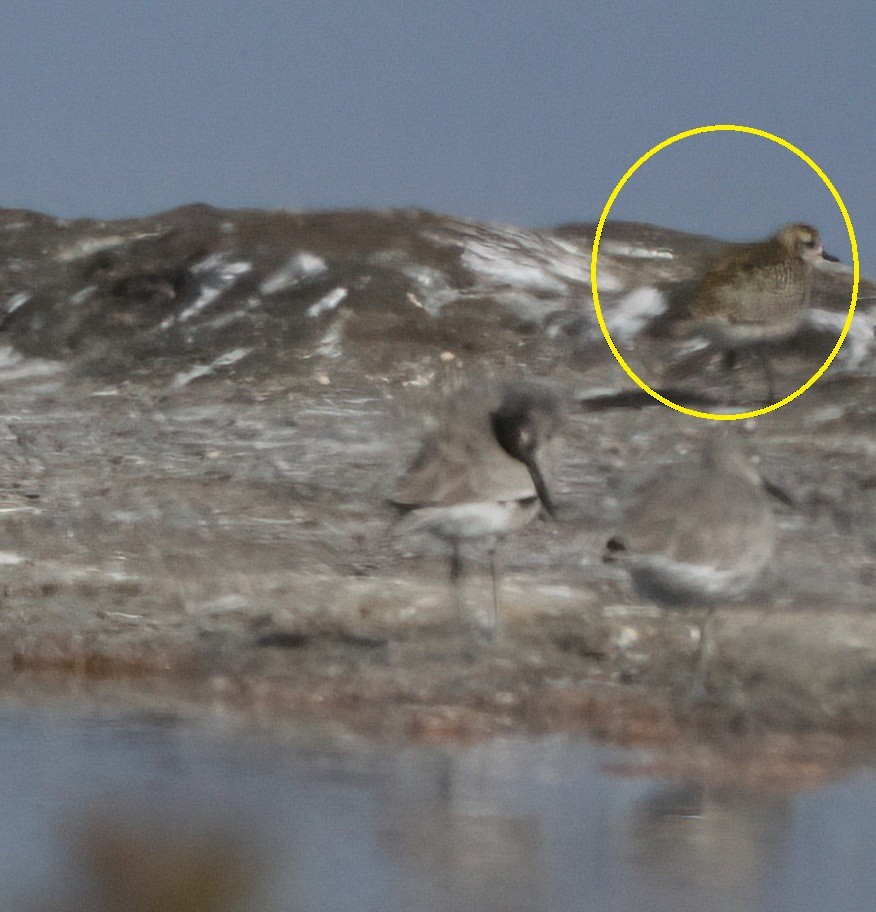 American Golden-Plover - ML644190061