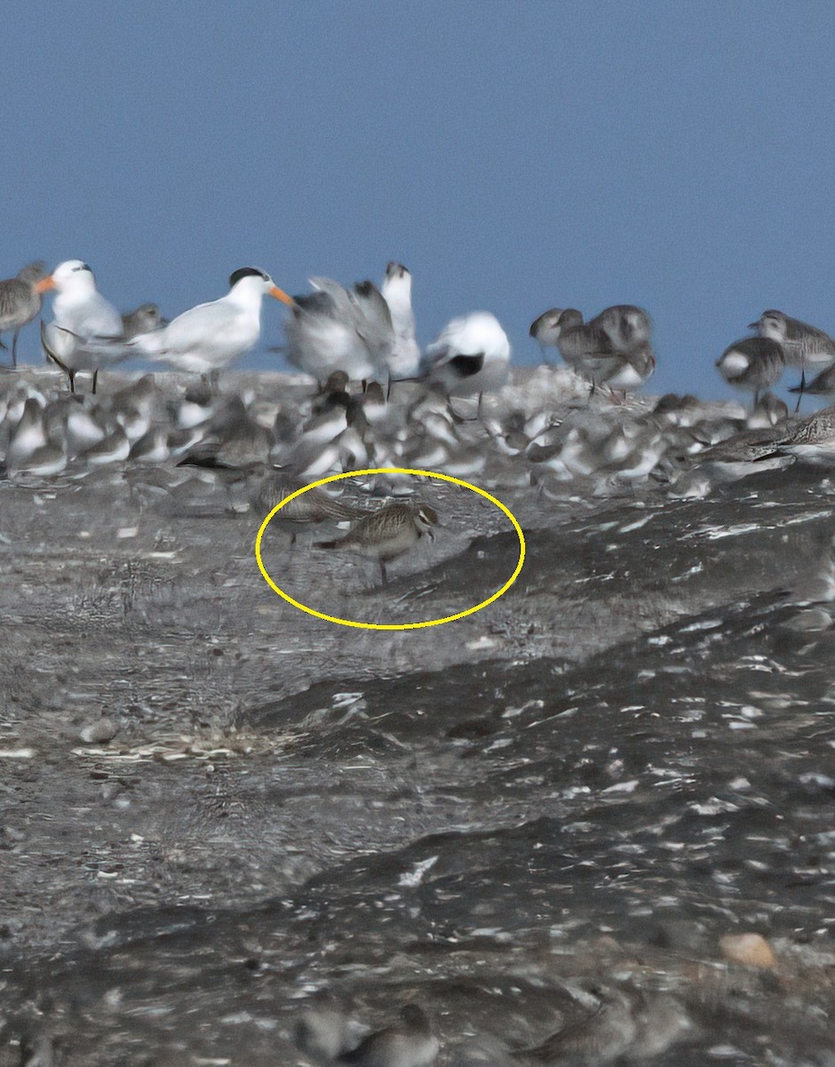 American Golden-Plover - ML644190062