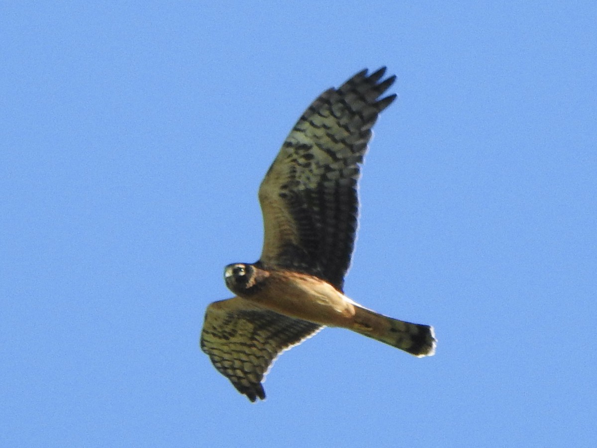 Northern Harrier - ML644190063