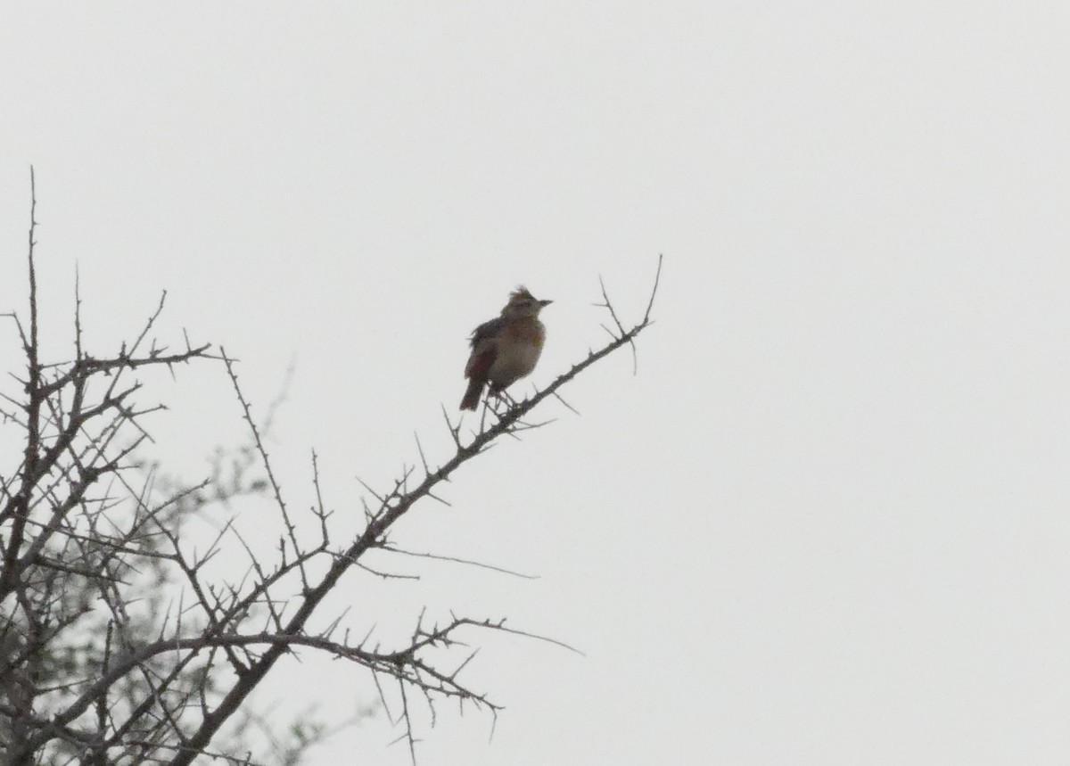 Rufous-naped Lark - ML644190070