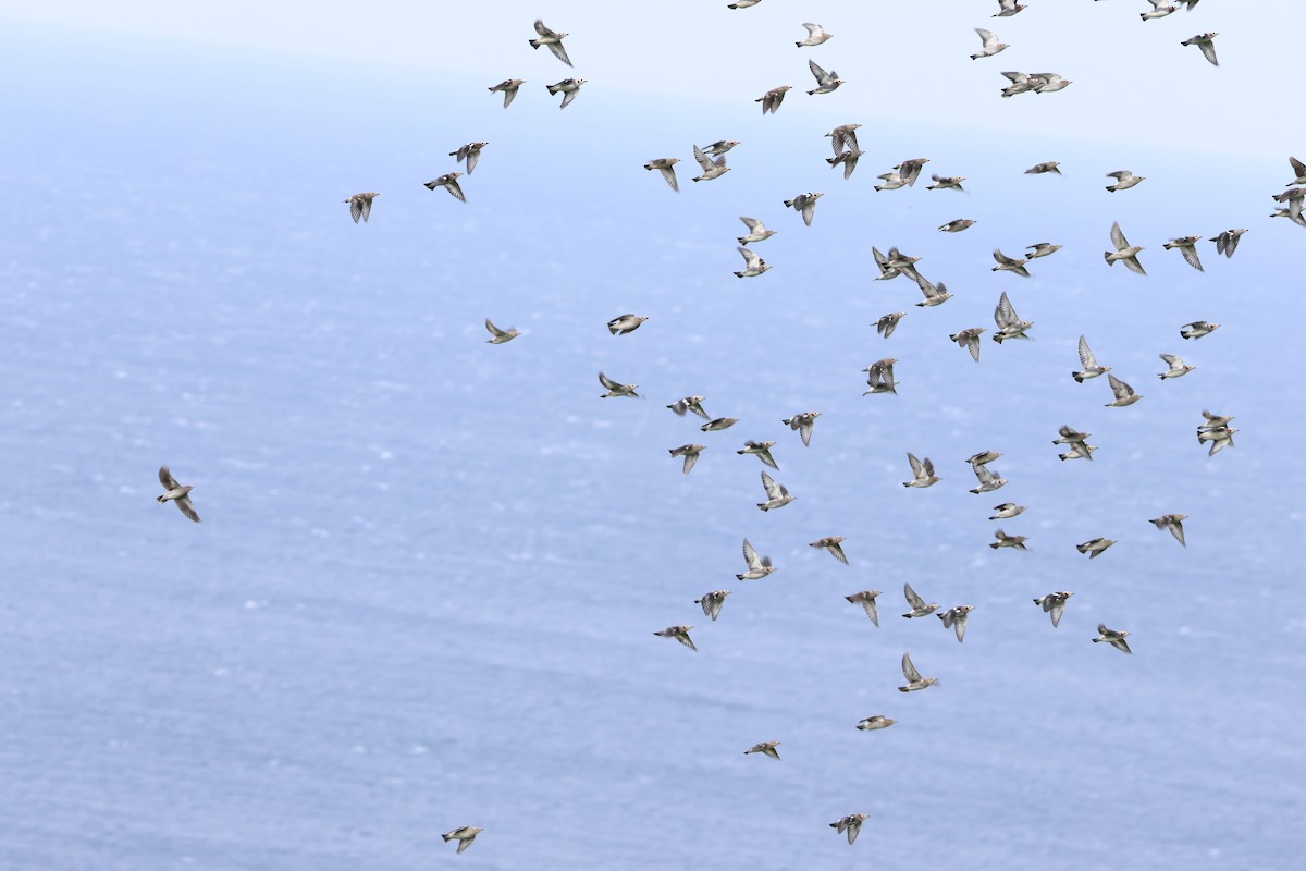 Al Yanaklı Sığırcık - ML644190072