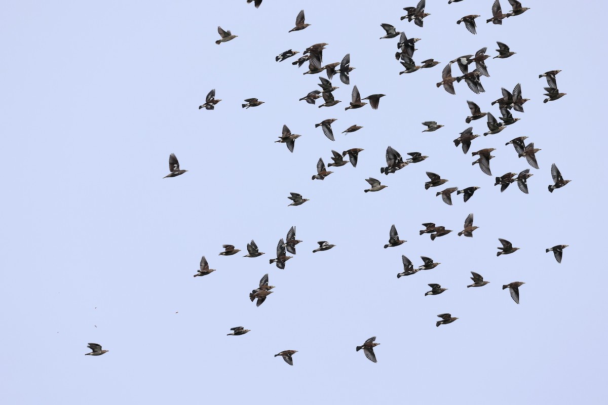 Al Yanaklı Sığırcık - ML644190073