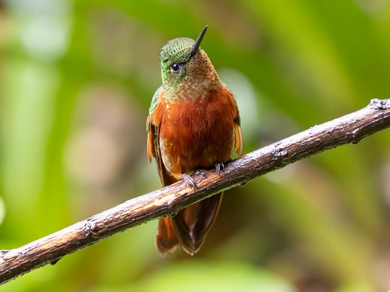 Chestnut-breasted Coronet - ML644190079