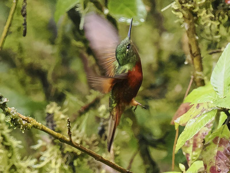 Chestnut-breasted Coronet - ML644190080