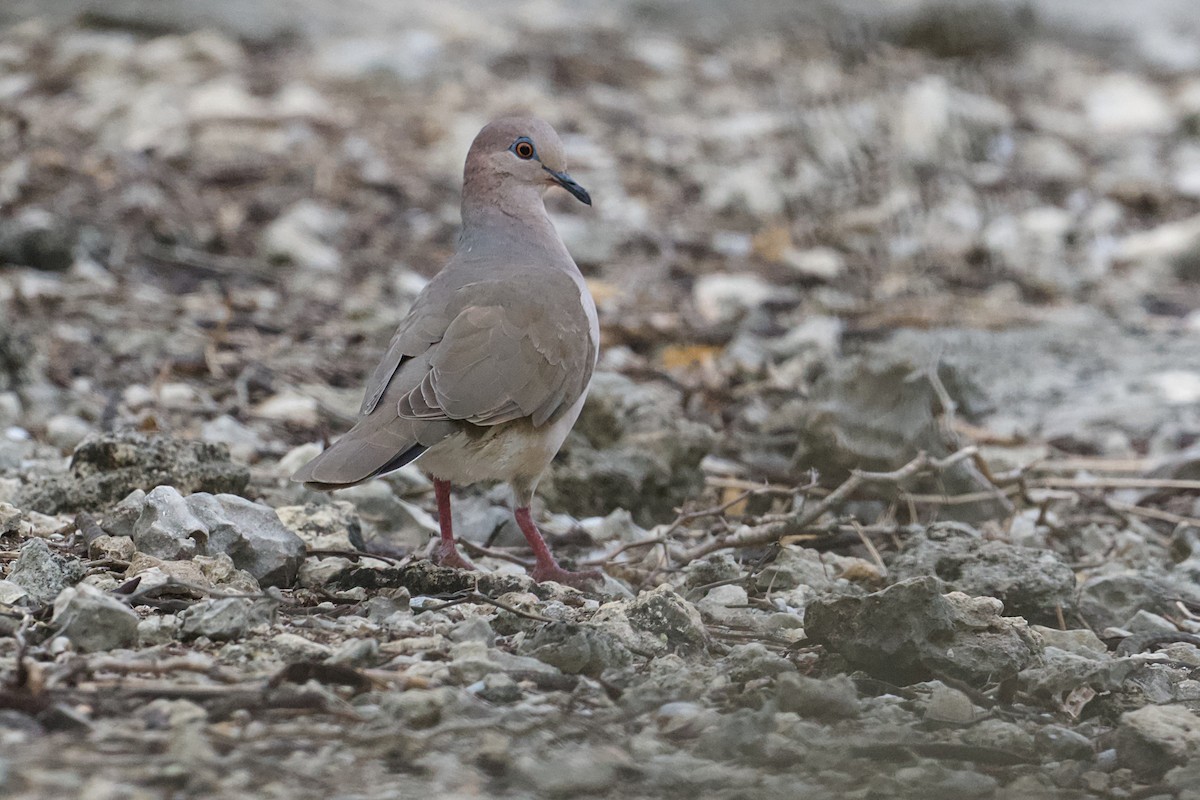 White-tipped Dove - ML644190089