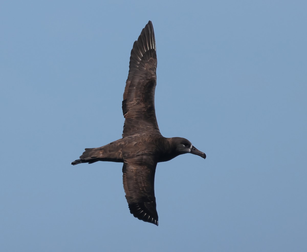 Black-footed Albatross - ML644190096