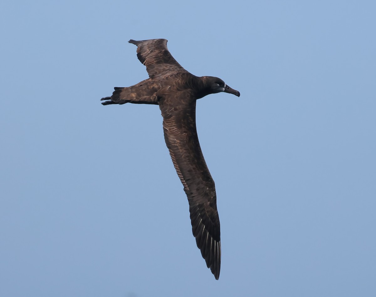 Black-footed Albatross - ML644190097