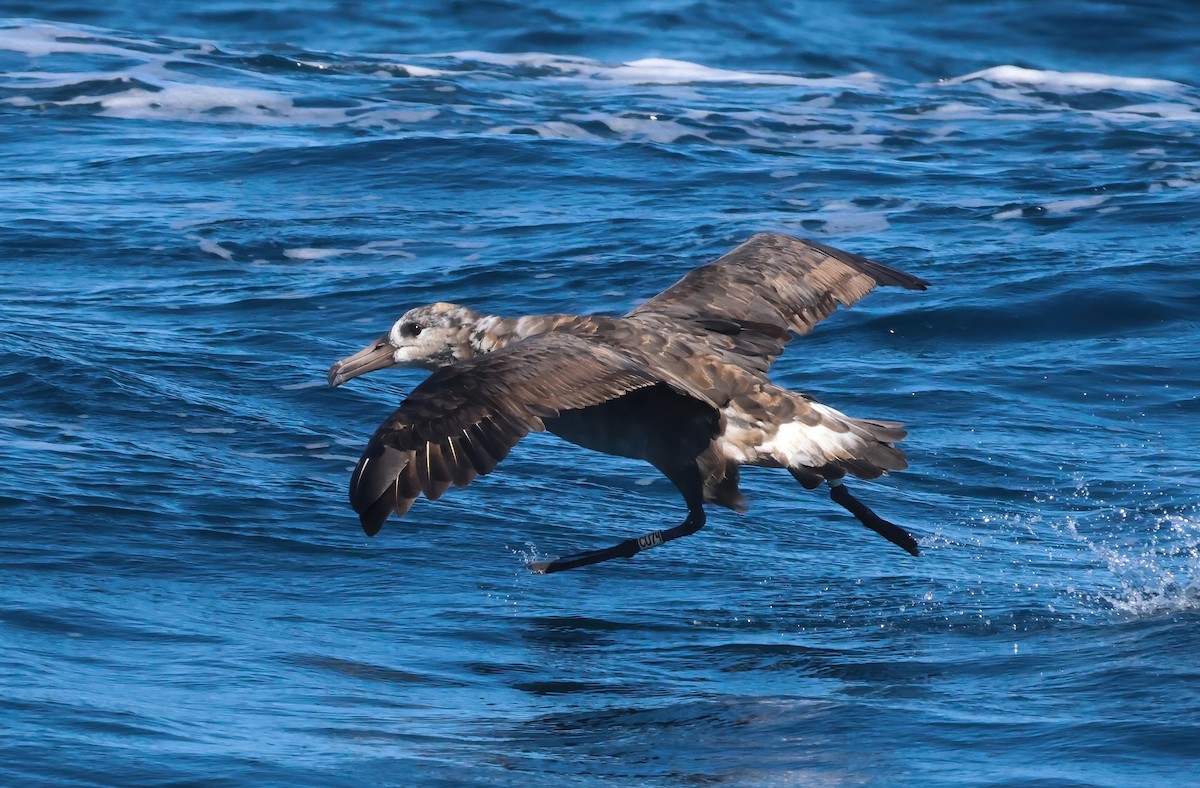 Black-footed Albatross - ML644190098