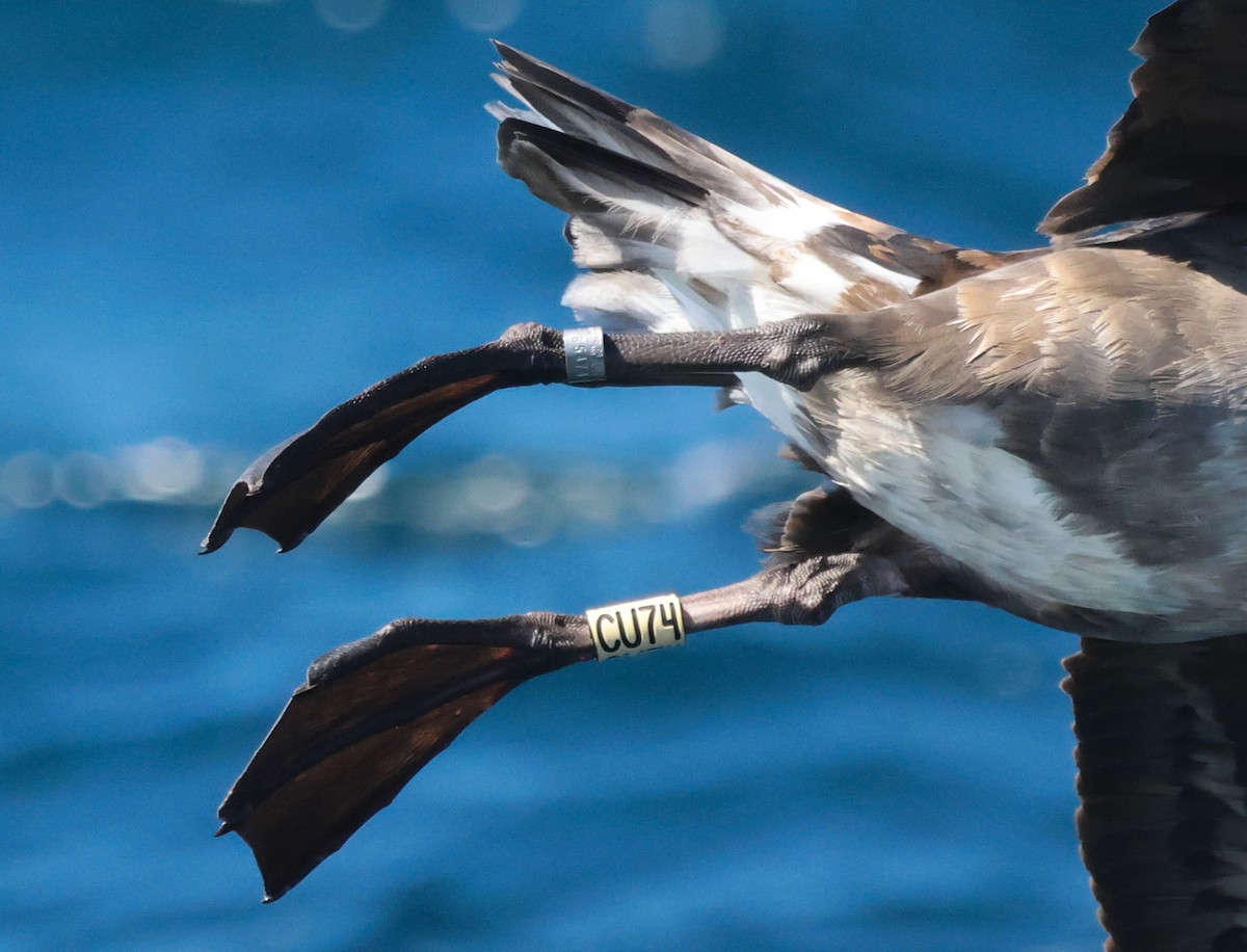 Black-footed Albatross - ML644190099