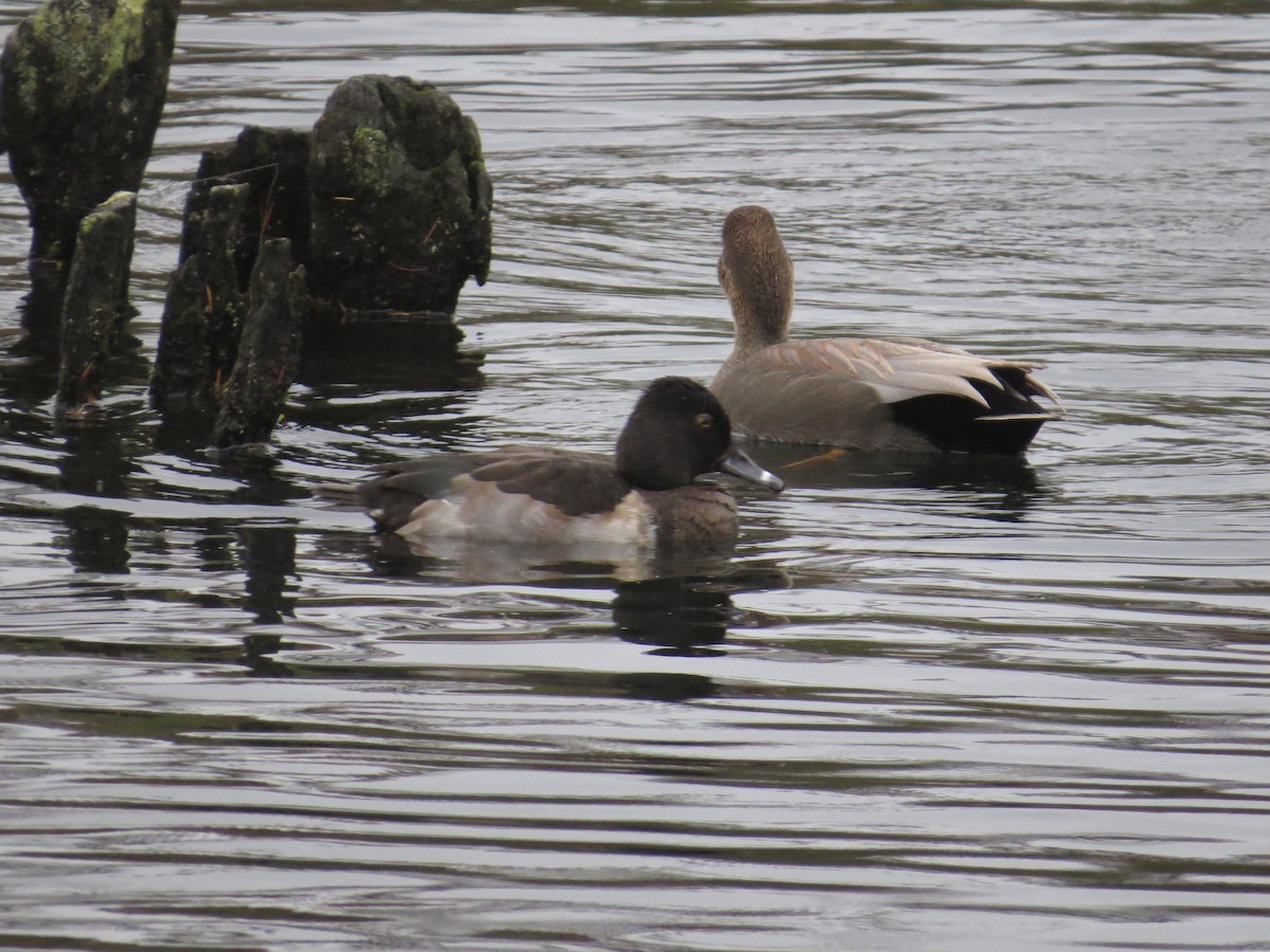 Ring-necked Duck - ML644190101