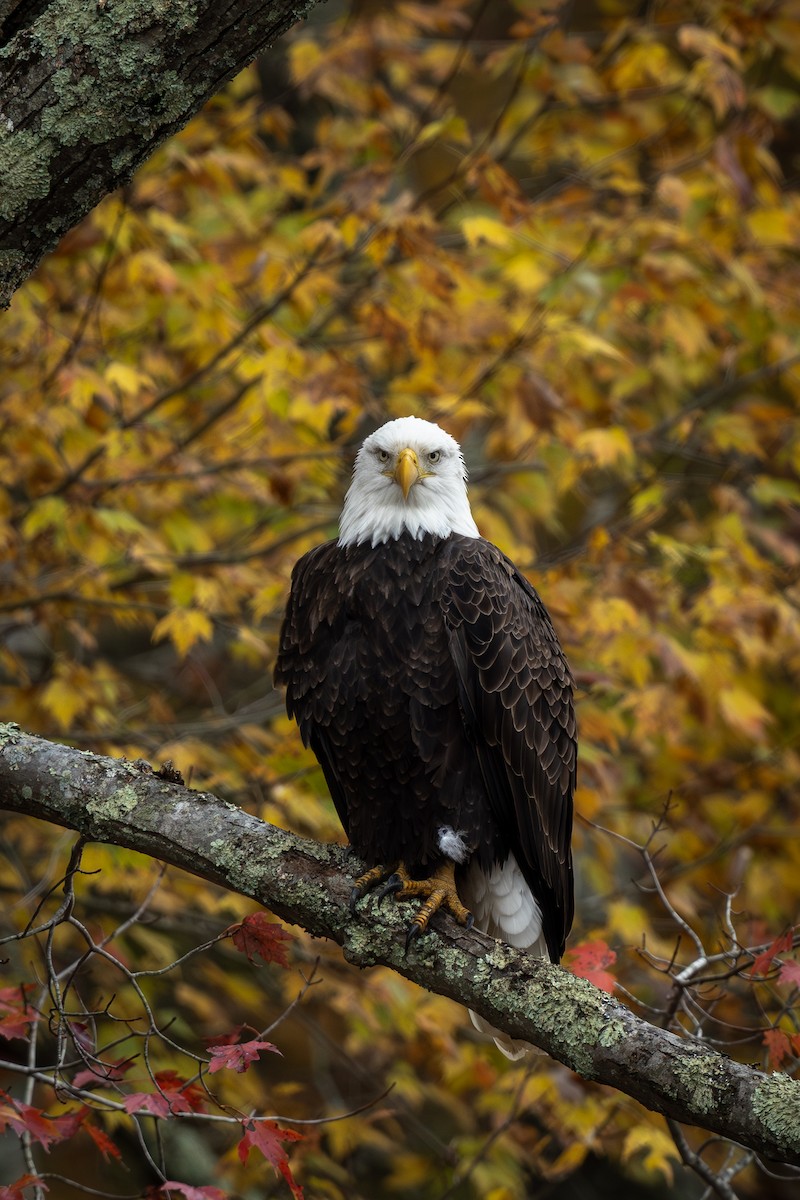 Bald Eagle - ML644190103