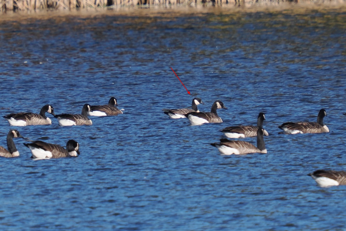 Cackling Goose - ML644190106