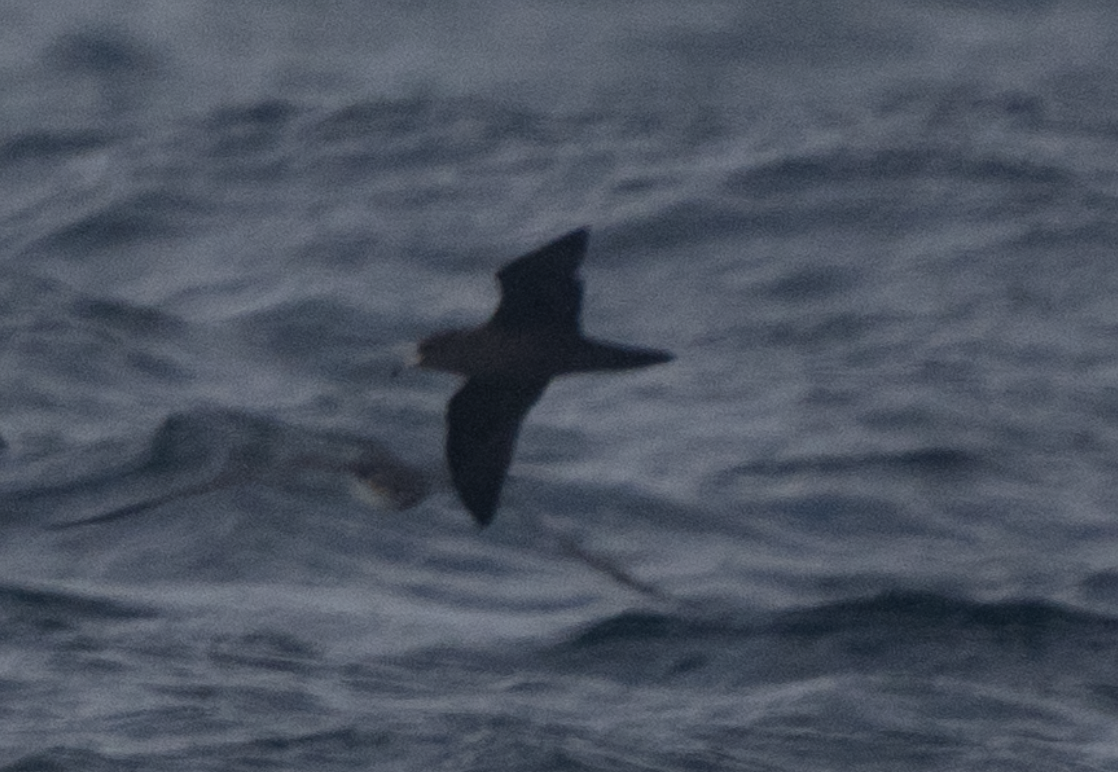 lysbeinlire - ML644190108