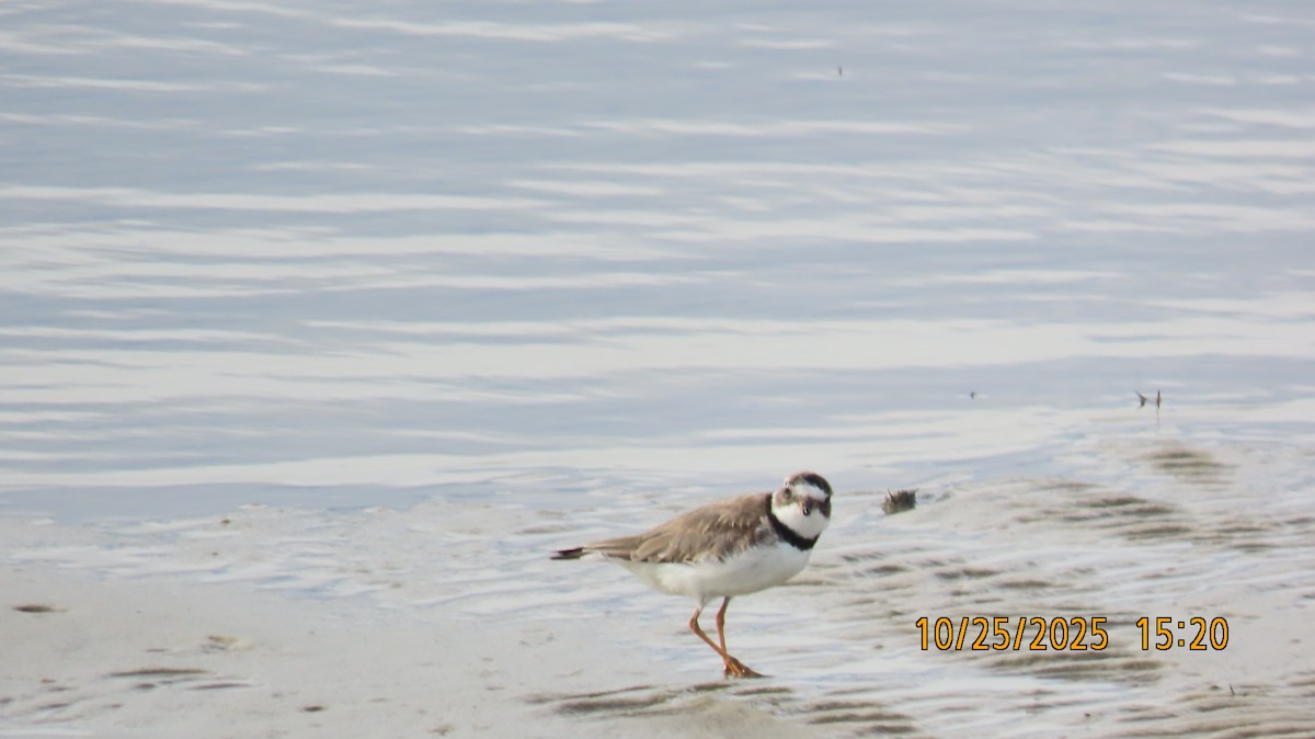 Перепончатопалый галстучник - ML644190112